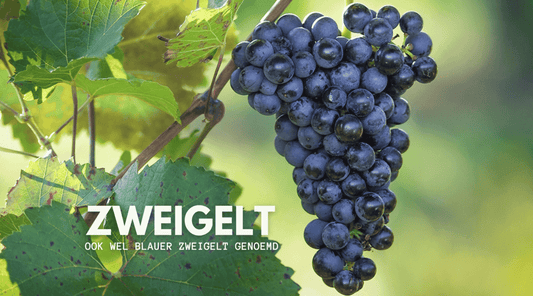 een tros blauwe druiven Oostenrijkde druif Blauer Zweigelt - PUUR Oostenrijk