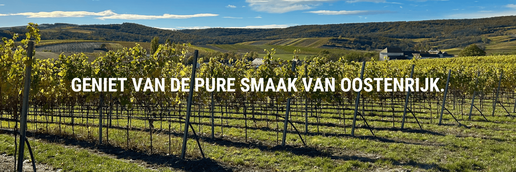 herfstbeeld wijngaard in mailberg in weinviertel tekst geniet van de pure smaak van oostenrijk
