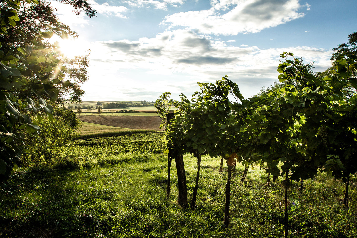 duurzame wijngaard